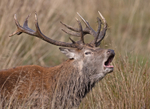 Red Deer - Cervus elaphus