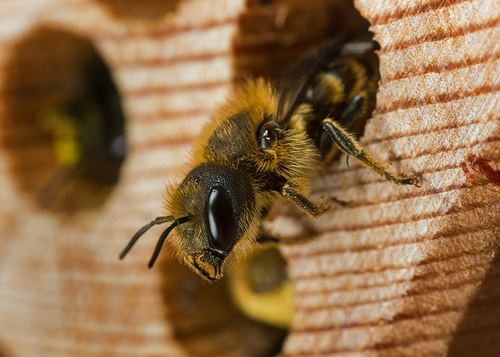 Osmia Bees