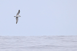 Buller's Shearwater portfolio