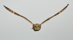 Short-eared owl