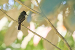 Dusky-capped Flycatcher portfolio