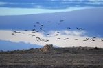 Common Cranes