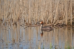 Great Crested Grebe