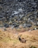 Stag on Mountain