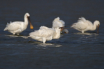 Spoonbill portfolio