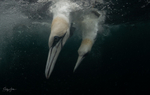 Underwater Gannets 1