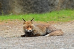 Red Fox