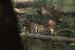 Tiger cub deep in forest, Bandhavgarh, Madhyra Pradesh, India