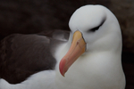 Black-browed Albatross
