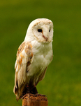 Barn Owl (Captive)