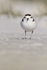 Snowy Plover, Fort De Soto Park, Florida