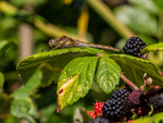 Common Darter