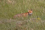Red Fox - Vulpes vulpes