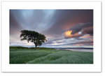 Halo ♦ CULROSS