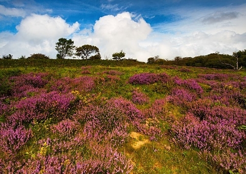 [align=center][size=11][b]Quantock Hills, Somerset[/b][/size]

On a weekend away to Somerset in August 2020, I was…