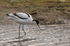 Avocet