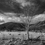 Looking towards the Old Man of Coniston