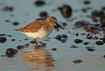 Dunlin