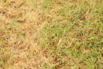 SBM_04160
