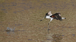 Chilean Flamingo (immature) running splashes water, Machuca, Chile