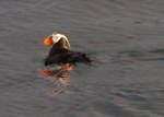 Tufted Puffin