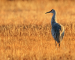 Sandhill Crane (adult) standing still at dawn, Bosque del Apache
