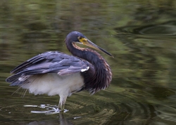 Tricolored Heron _0003