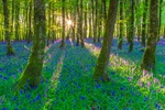 Bluebells at Dereen Woods, County Roscommon, Ireland.