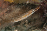 Spinachia spinachia