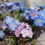 Alpine forget-me-not (Myosotis alpina) 