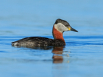 Red-necked Grebe, Farmoor Reservoir
