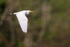 Cattle Egret in flight, Blue Cypress Lake, Florida
