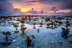 Stunted Mangroves