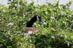 Canada Goose