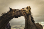 Into the world of Horses, Ireland.