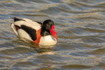 shellduck Tadorna tadorna-5663
