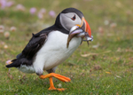 Puffen with Fish 16