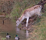 Fallow Deer - Dama dama