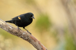 Red-winged Blackbird (male), Bosque del Apache, New Mexico, USA