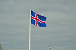 Iceland flag .... and a very small Great Black-backed Gull!