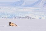 Ringed Seal resting, Svalbard, Norway