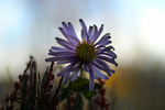 Flowers Set 10 - 07