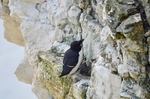 Razorbill