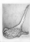 Dead Pheasant - So What?