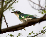 Diederik Cuckoo portfolio