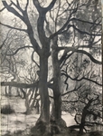 Wild Wood Drawing 3 56cm x 76cm Mixed Media on Paper