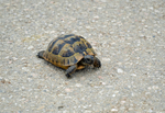 Hermann's Tortoise