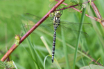 Southern Hawker