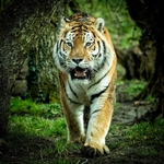 Amur Tiger - RLP_2057-424