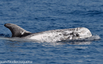 Dauphin de Risso